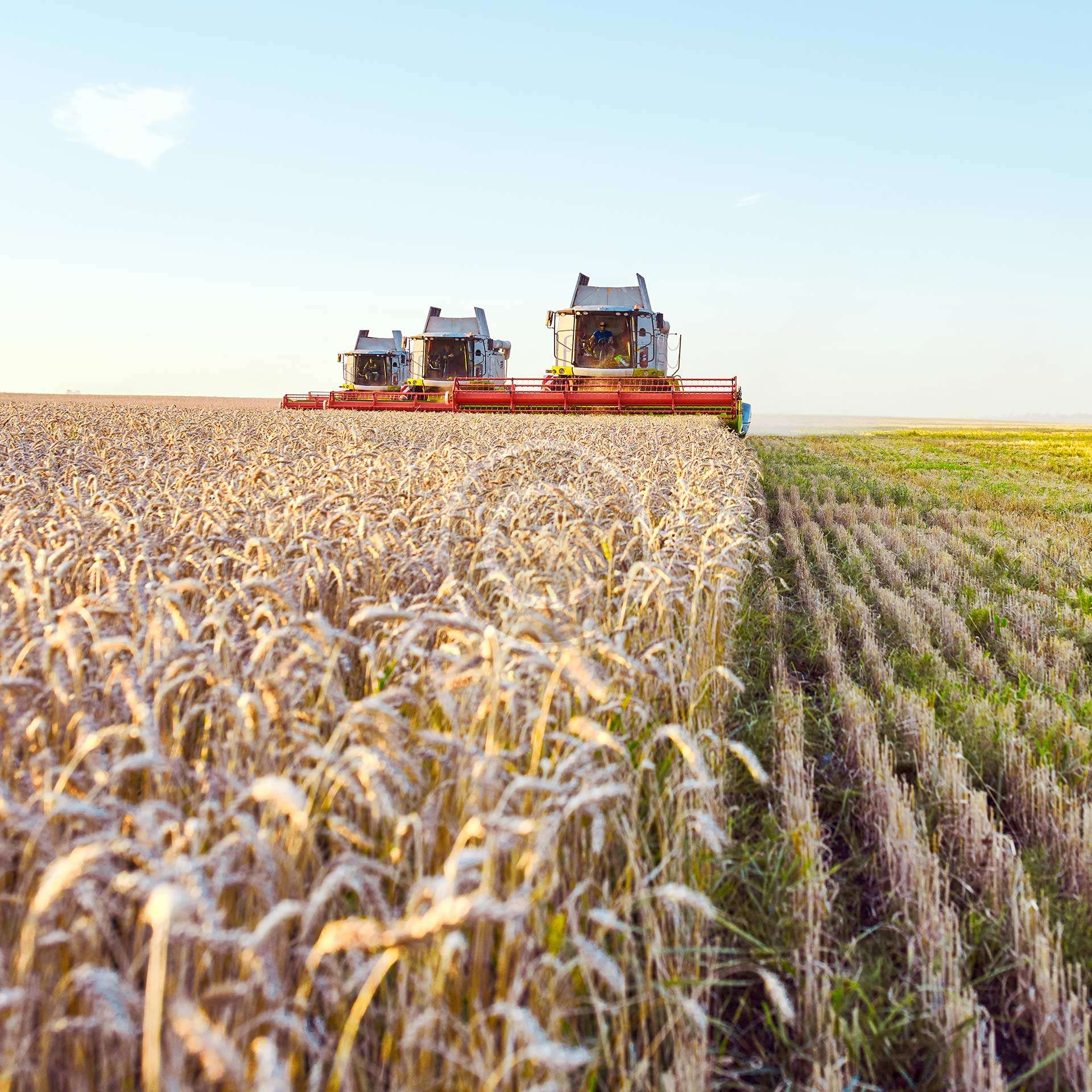 Processing & Packaging